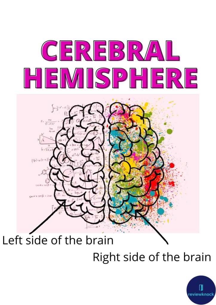 cerebral hemisphere- right side of the brain